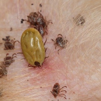 Ticks Fleas